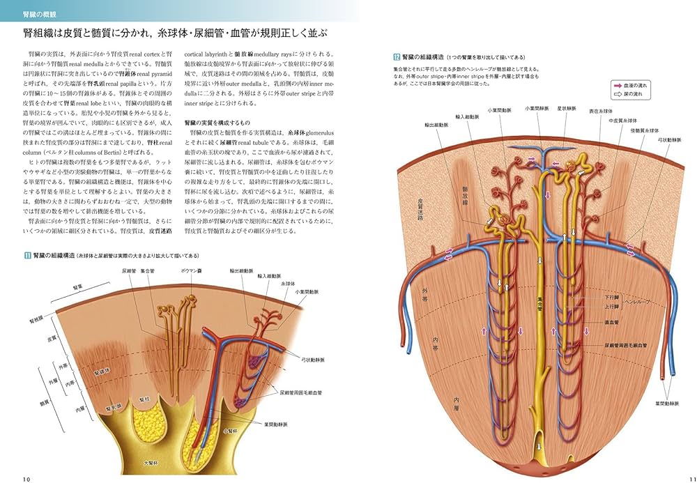 カラー図解 人体の正常構造と機能〈5〉腎・泌尿器 | 坂井 建雄, 河原