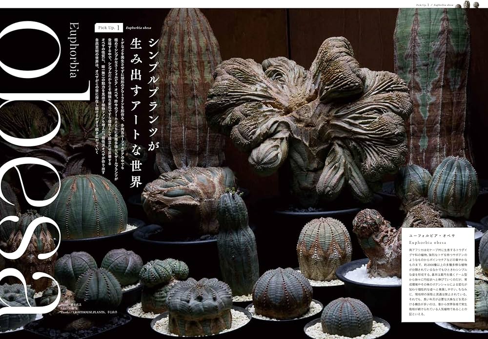 INDOOR JUNGLE （インドアジャングル）No.05 南アフリカ・ビザール