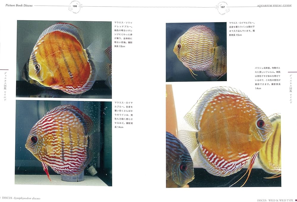Amazon.co.jp: ディスカス完全飼育 (アクアリウム・ビジュアルガイド