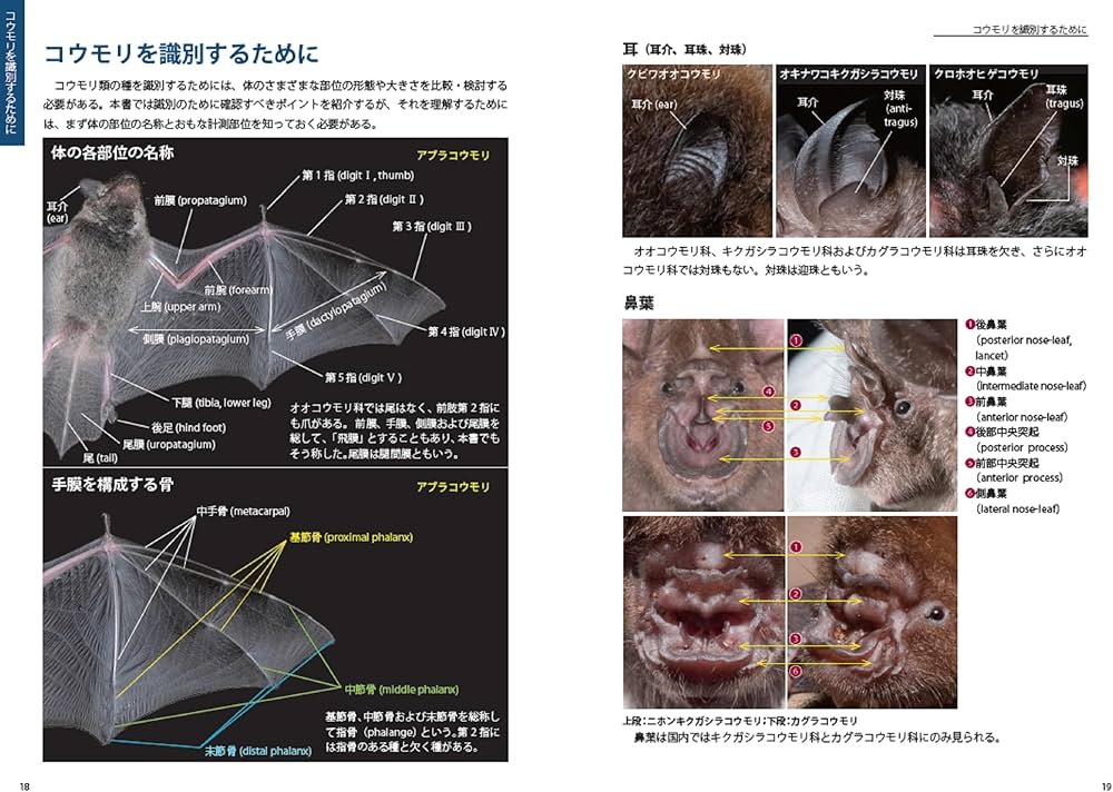 識別図鑑 日本のコウモリ | コウモリの会, 佐野明, 福井大 |本 | 通販