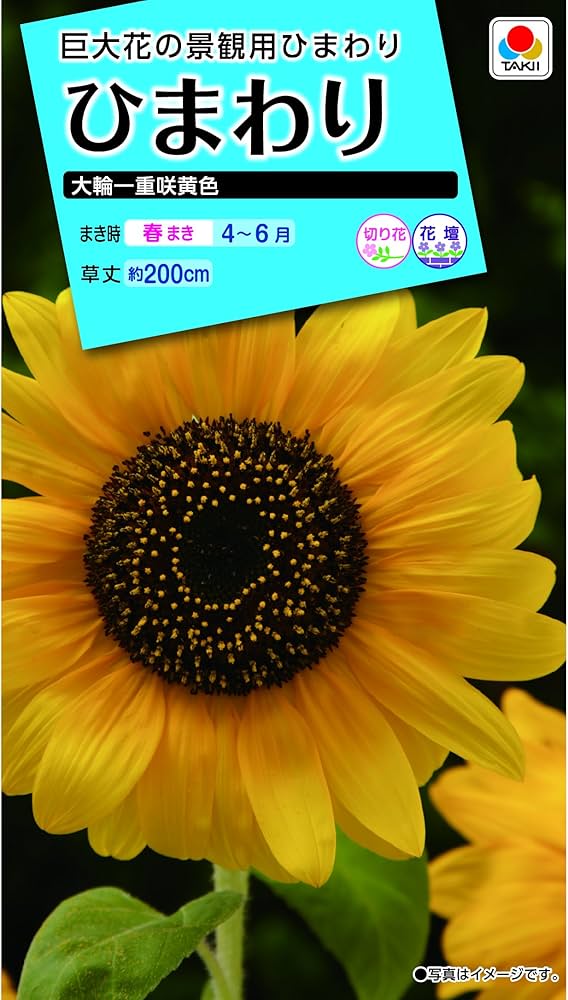 Amazon | タキイ種苗 ひまわり 大輪一重咲黄色 | 花