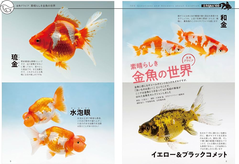 金魚QA100 | 川澄 太一 |本 | 通販 | Amazon