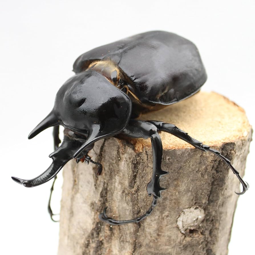 Amazon | 【BIG HORN】アクティオンゾウカブト 初2令幼虫 3匹セット