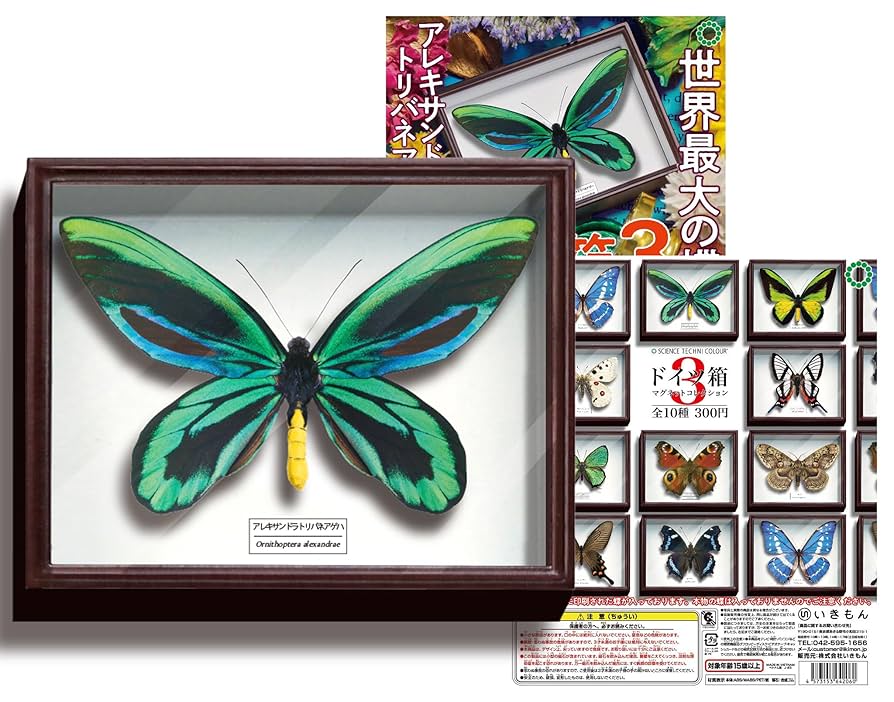 大型標本箱(ドイツ箱？)3個セット 大型標本箱(ドイツ箱？)3個セット