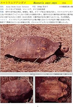 世界のカメ 潜頸亜目 I リクガメ科 | 加藤進, 加藤進 |本 | 通販 | Amazon