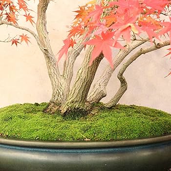 Amazon.co.jp: 清香園 山もみじ 盆栽 株立ち 樹齢約70年 : DIY・工具
