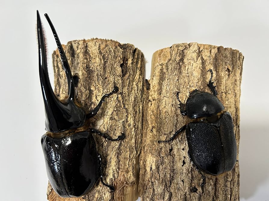 Amazon | 【アートオブヘラクレス】 ネプチューンオオカブト ペア オス