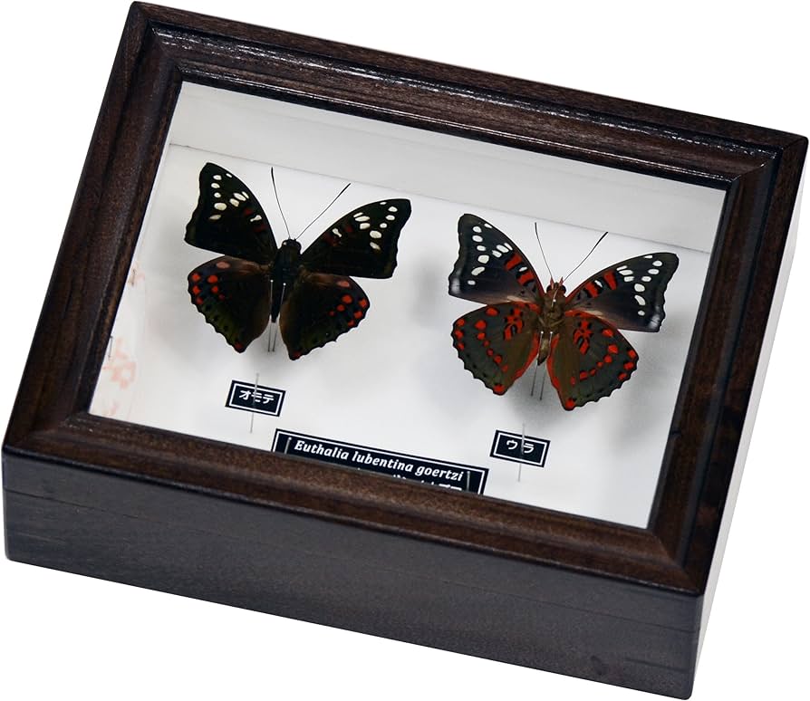 Amazon | 美しい蝶の標本 名和昆虫博物館企画・製作 ルベンティナベ