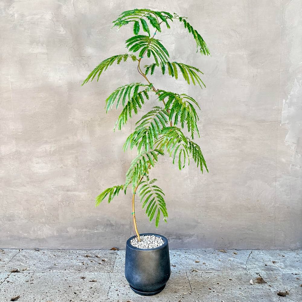 Amazon｜SUZUHA エバーフレッシュ 観葉植物 本物 曲がり仕立て 7号