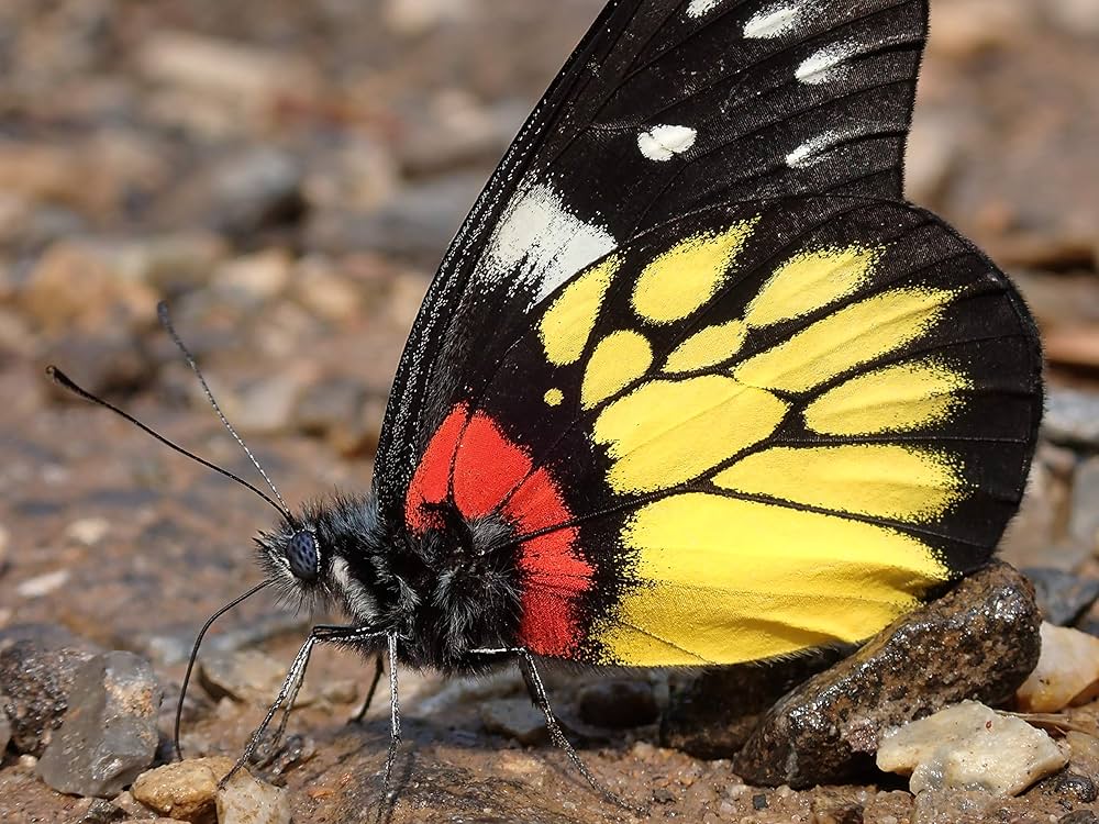 Amazon | OLYMPUS デジタルカメラ Tough TG-6 レッド 1200万画素CMOS