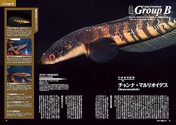 月刊アクアライフ 2020年06月号 スネークヘッド2020 |本 | 通販 | Amazon