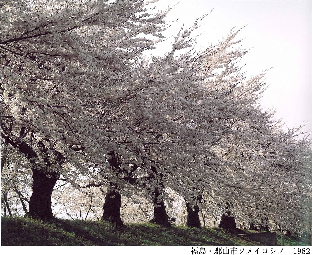 さくら桜サクラ120 | 東松照明, 伊藤俊治 |本 | 通販 | Amazon