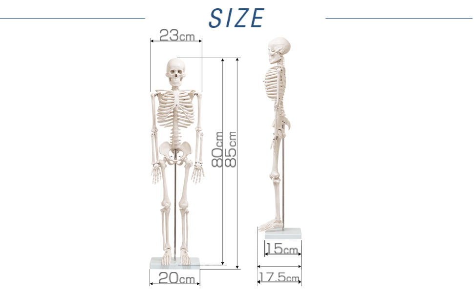 Amazon.co.jp: ottostyle.jp 人体骨格模型 関節を動かせる 骨 【本体