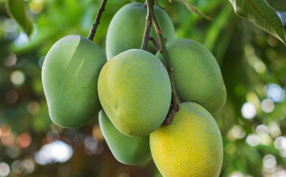 Amazon.co.jp: ITANSE マンゴー ナンドクマイ 6号 1個売り 果樹