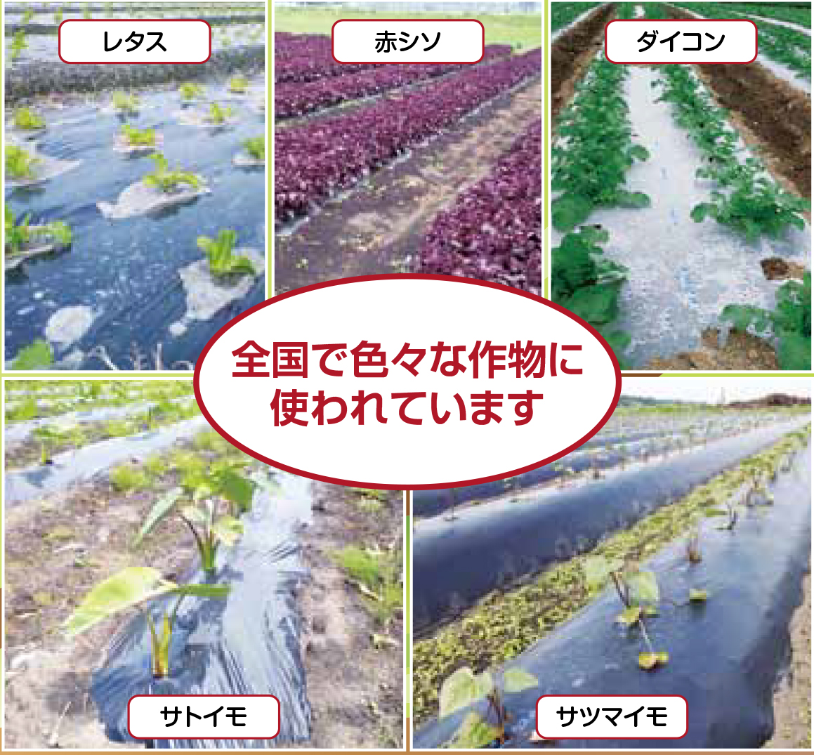 カエルーチ | 農業用資材 | MKVアドバンス(株)