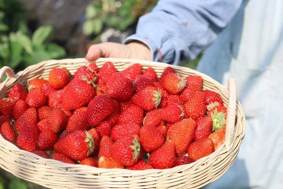 濃香いちご『あかのね』がデビューしました！ – ミモザショコラトリー