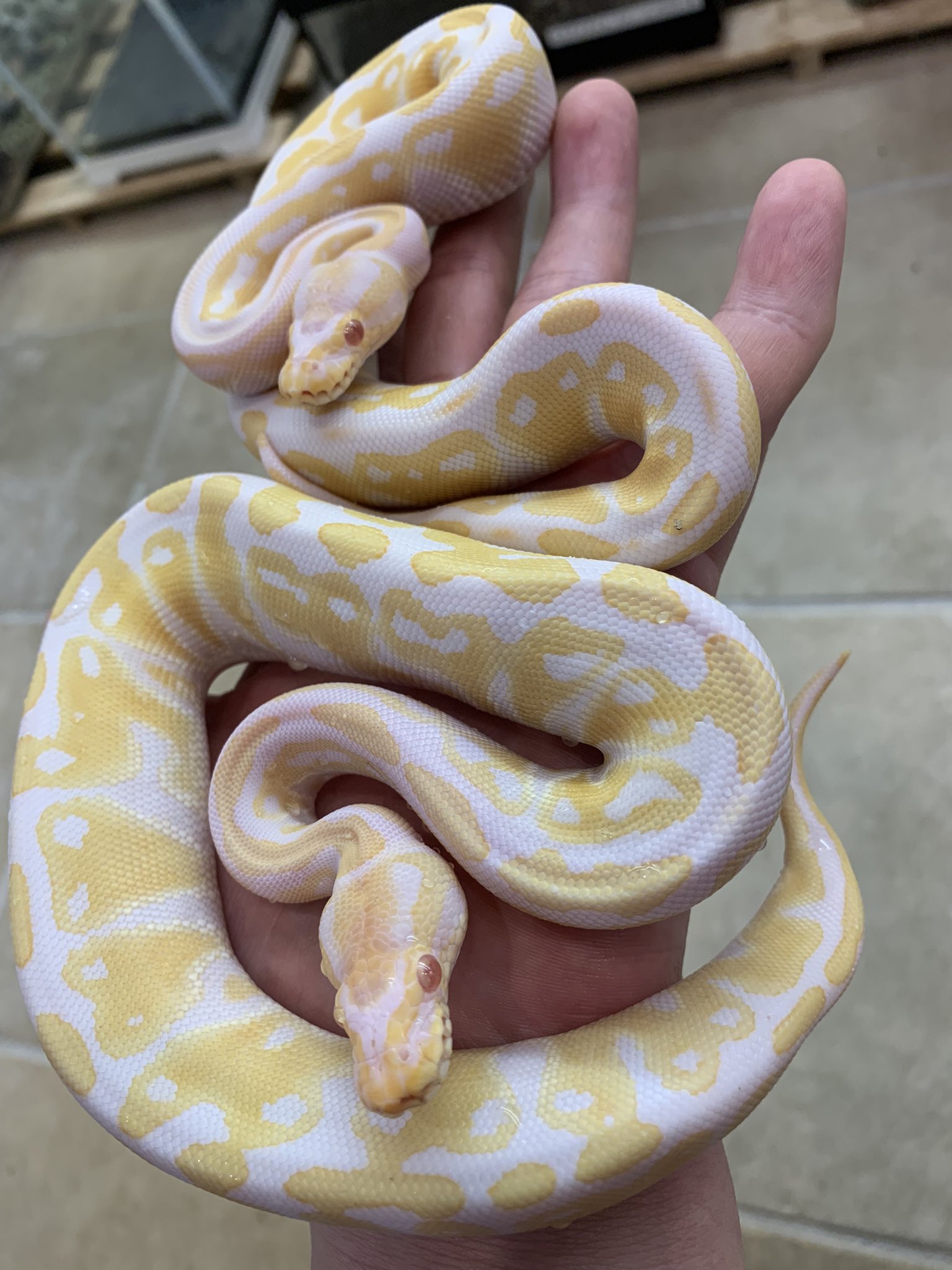 ボールパイソン アルビノ | MINORITY