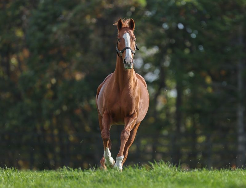 引退した競走馬の「次の馬生」 - いきもののわ
