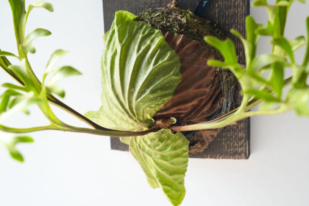 ビカクシダ | みどりのグリーン