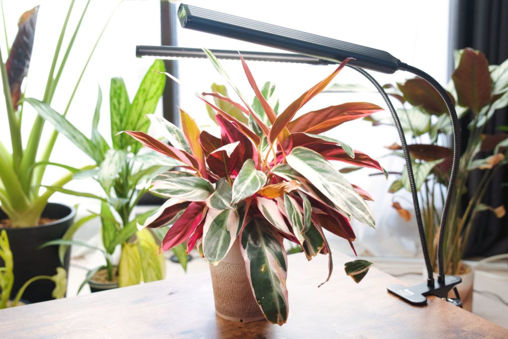 レビュー】BRIM FLORA（植物育成ライト）｜メリット・デメリット、1