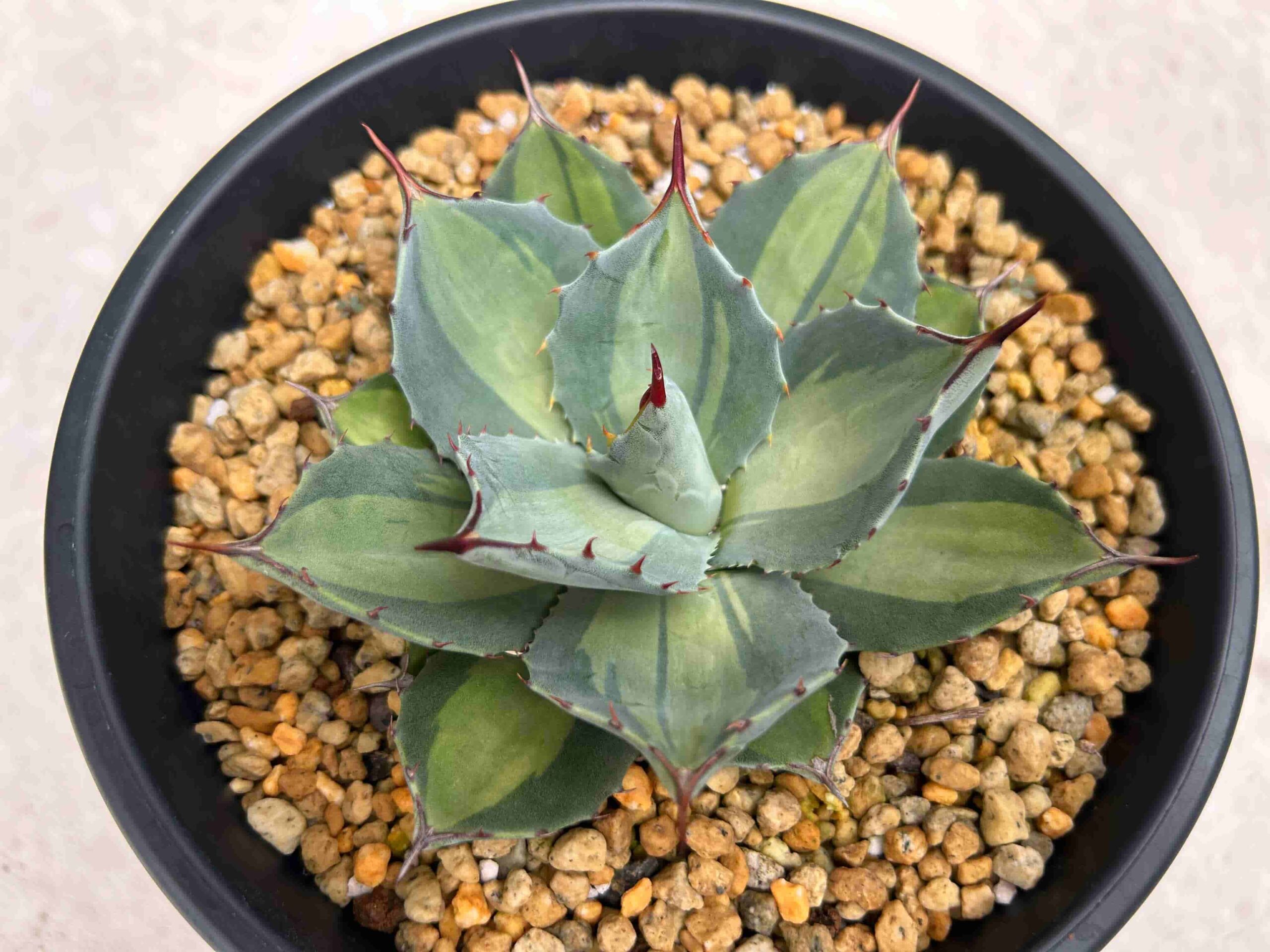 アガベ 吉祥天 大株 アガベ パリー 吉祥天 大株 地植え大丈夫です