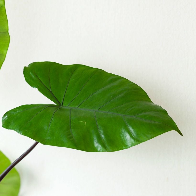 アロカシア「ブラックステム」黒い葉軸が美しい品種｜クワズイモ属