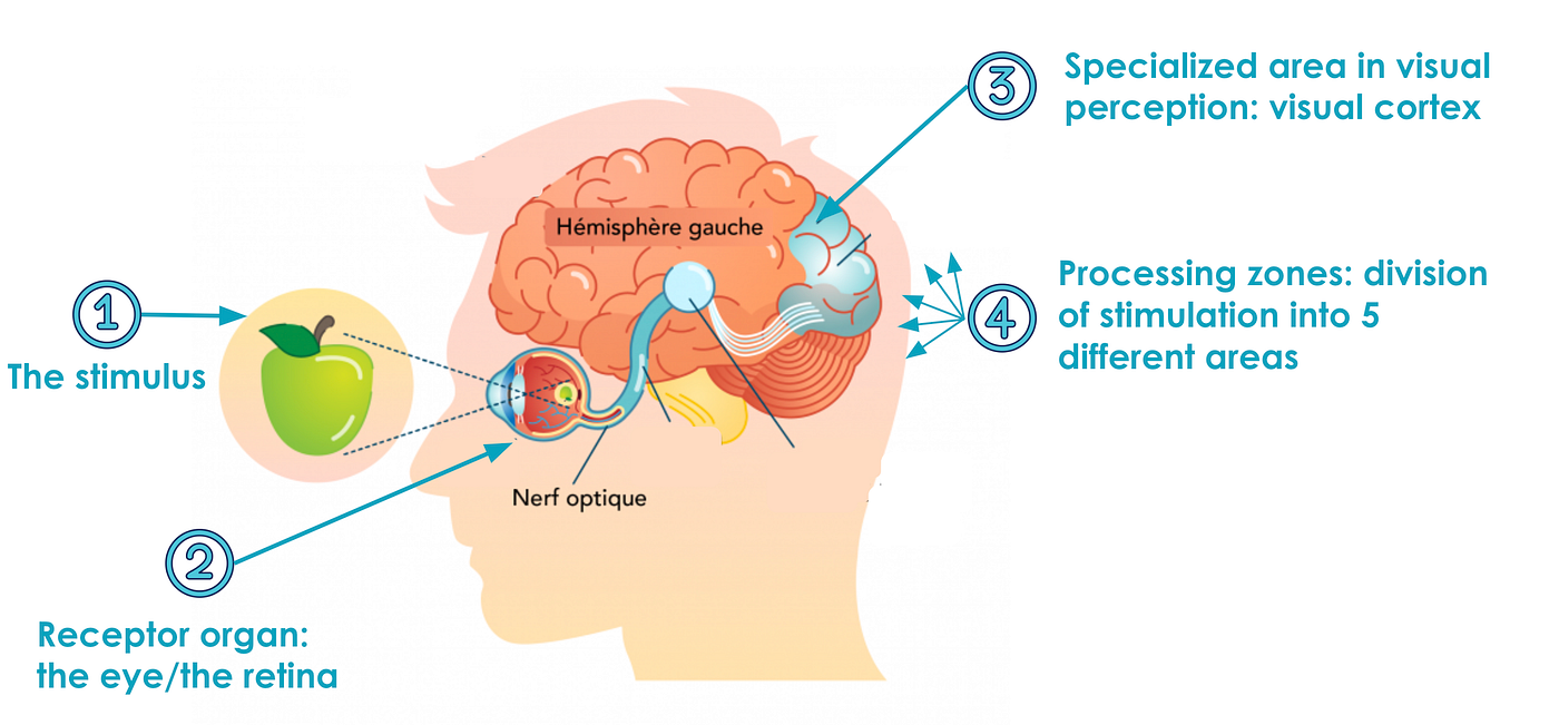 Visual Perception: how does our brain shape our perception of