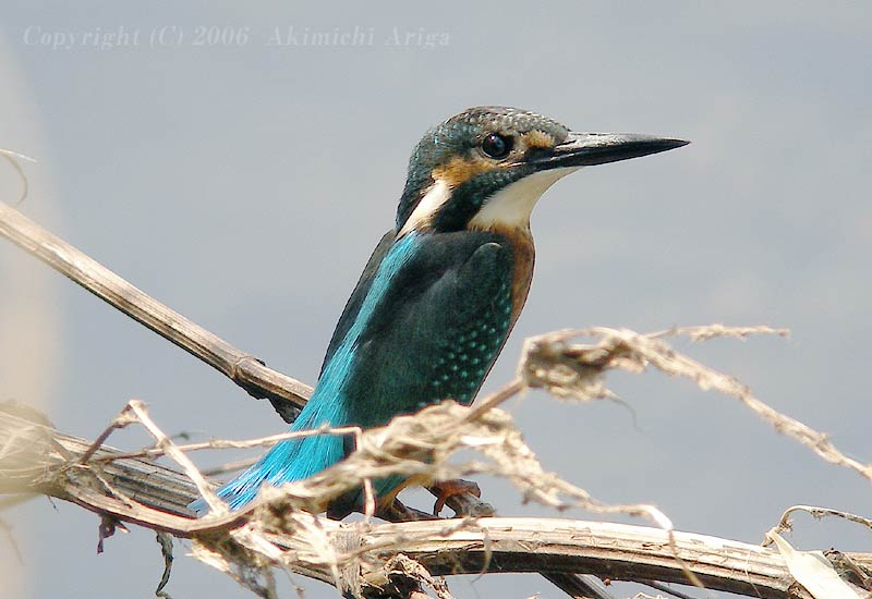 境川の野鳥、カワセミ