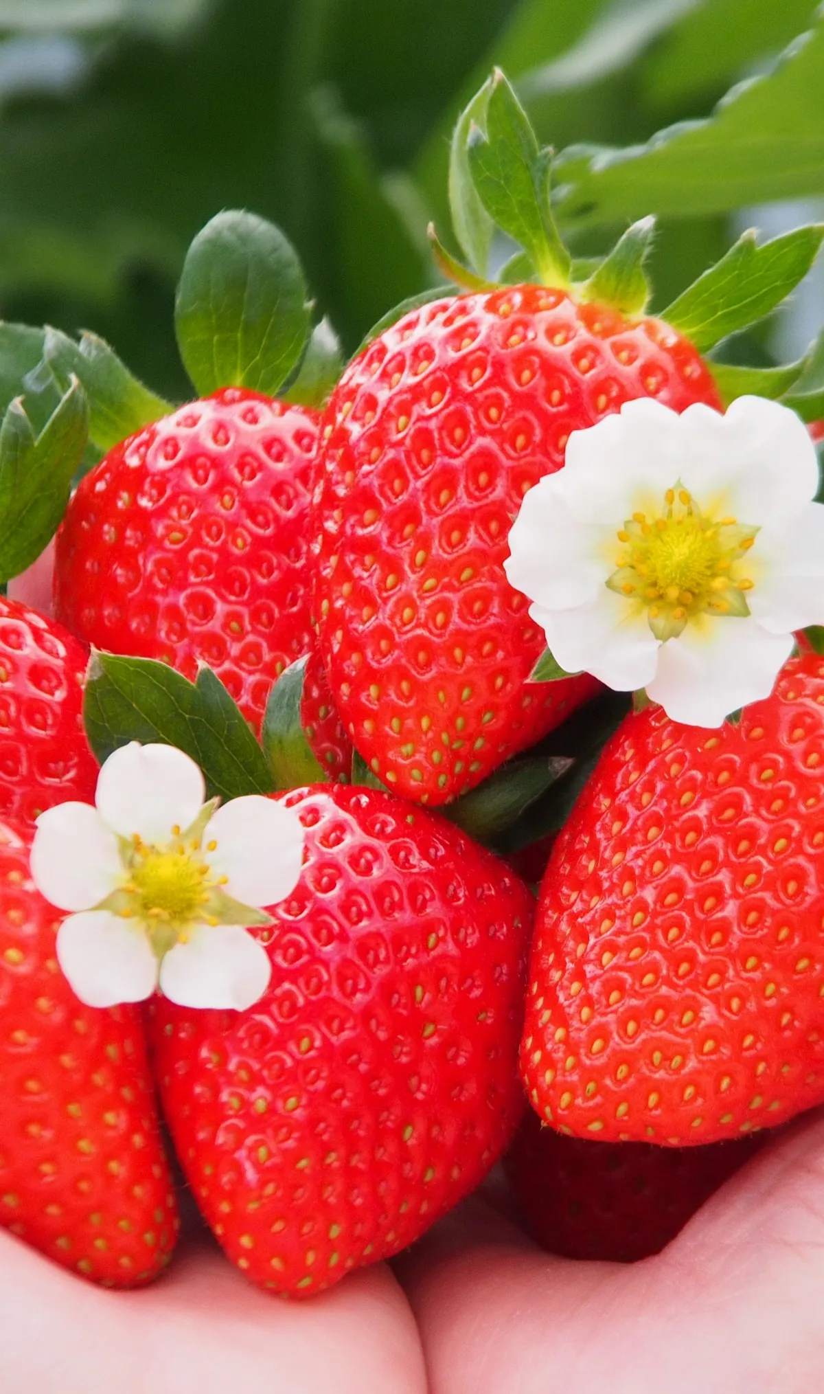 山田みつばち農園-岡山県北、鏡野町