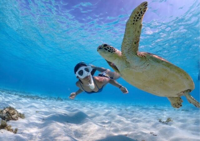 宮古島でウミガメと泳ごう！失敗しないためのツアー・ビーチ完全ガイド