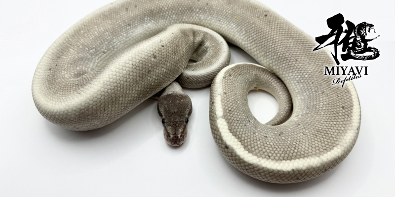 販売個体一覧 Phantom/ファントム – 千葉のボールパイソン専門店 雅