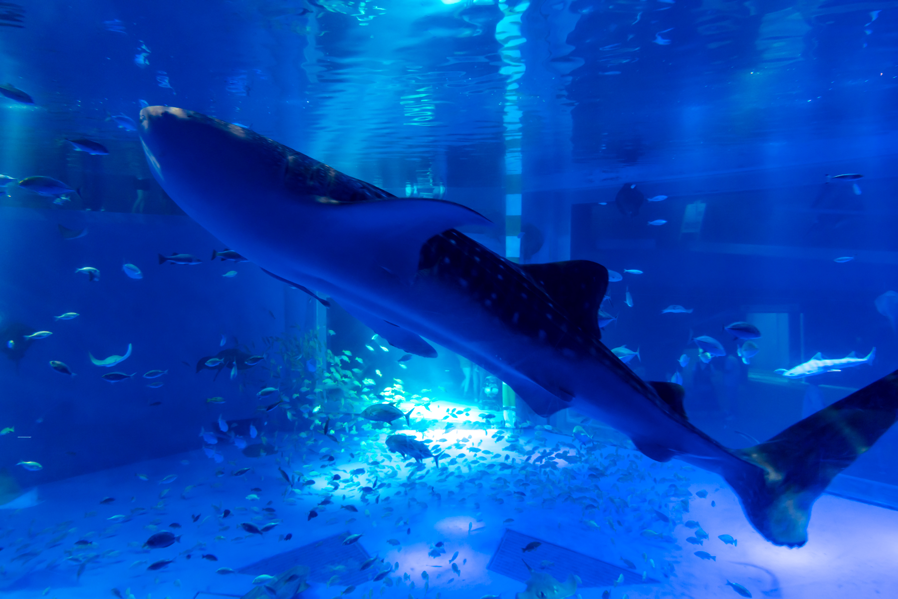 のとじま水族館 | b's mono-log