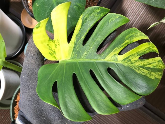 黄斑のスーパーミニモンステラを購入したが普通のイエローマリリンかも