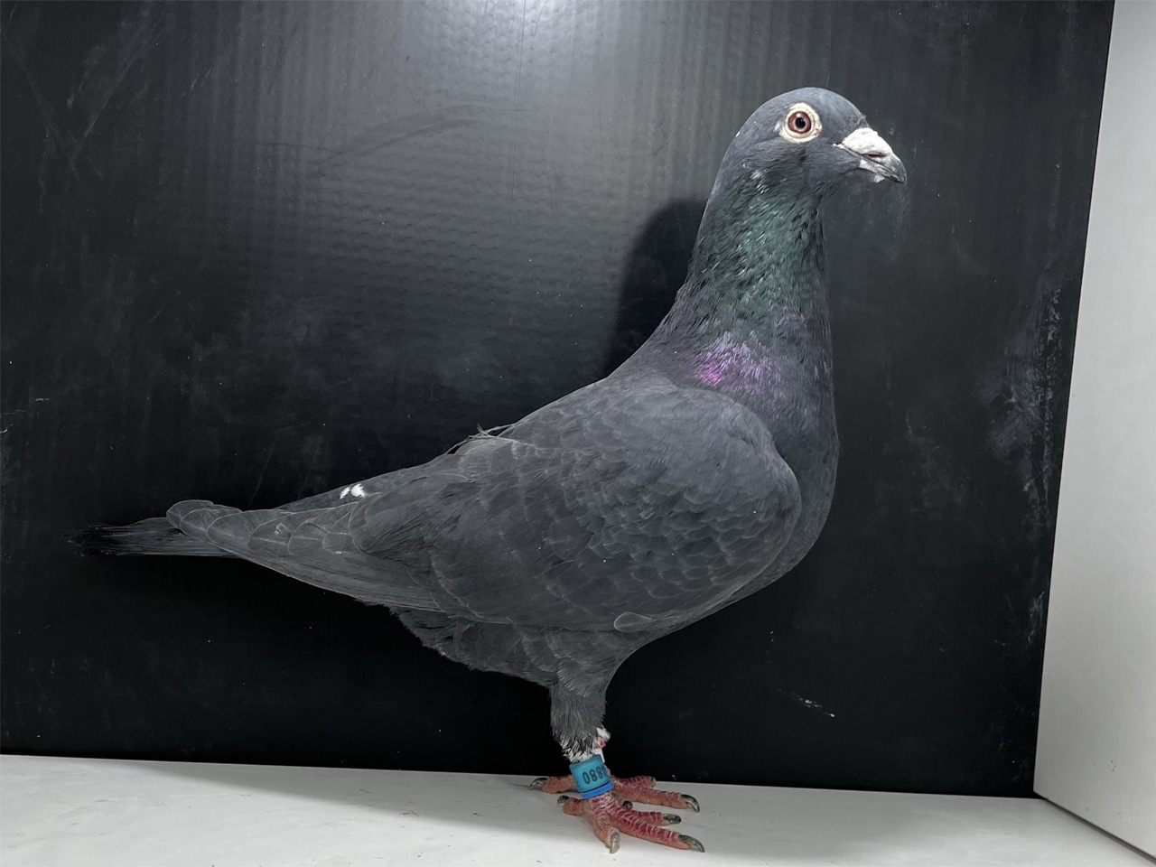 レース鳩｜種鳩紹介｜色鳩系1｜山形のモアクロフト