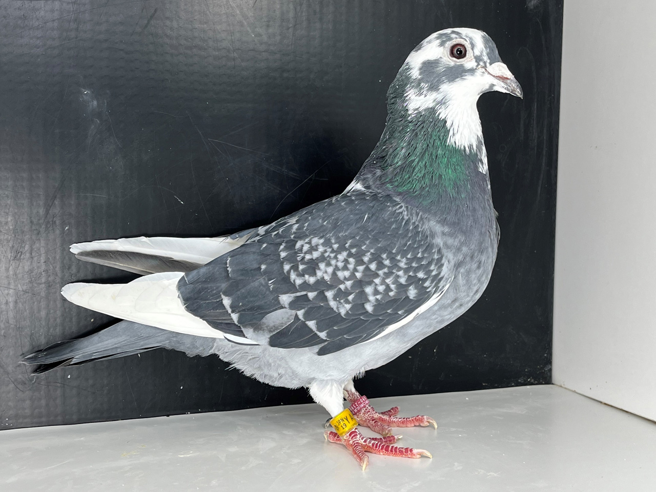 レース鳩｜種鳩紹介｜ヤンセン系・其の他系8｜山形のモアクロフト