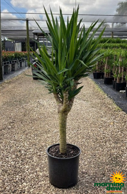 yucca-様ご確認ページ Yucca species