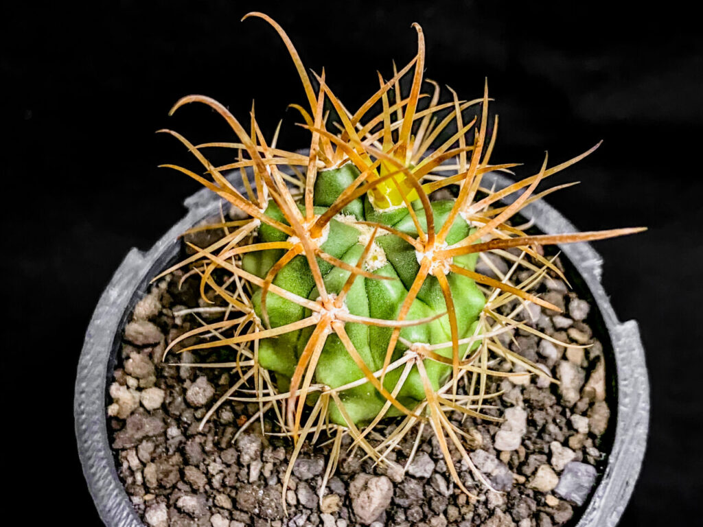 強刺系サボテン、フェロカクタス・金冠竜を植え替えた！！ | もすレコ。