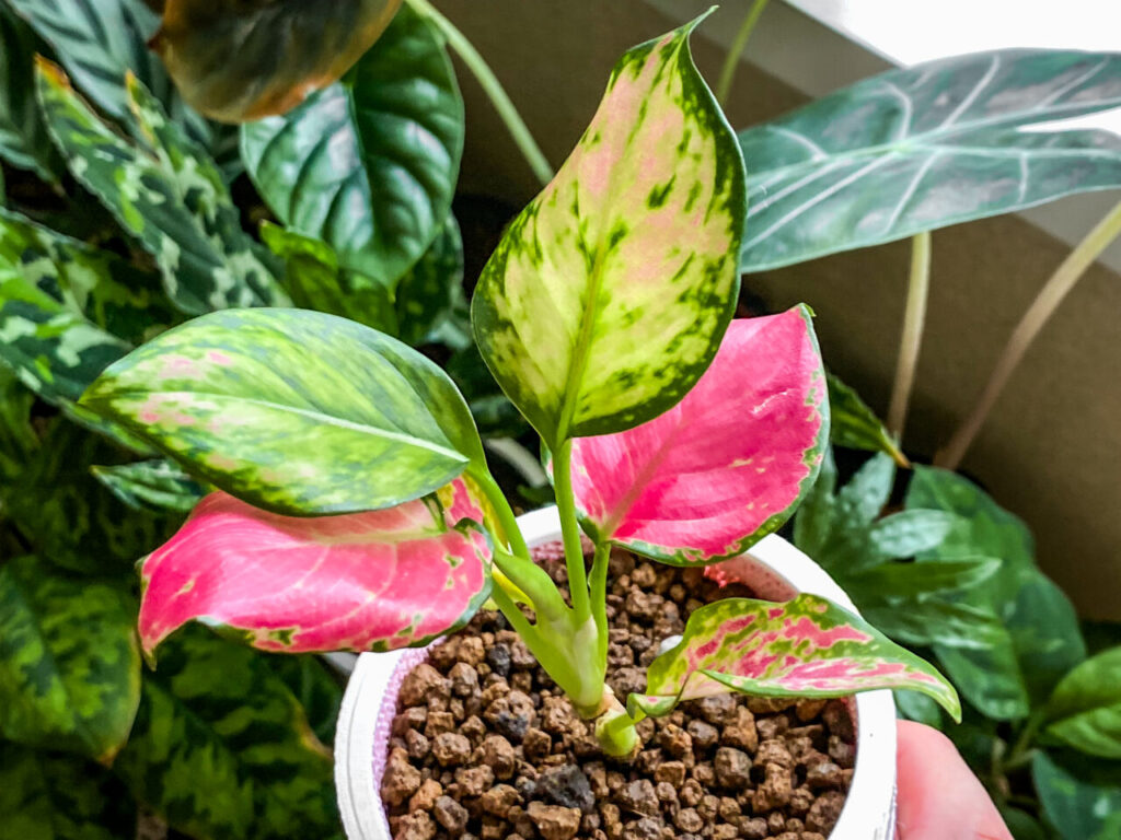 ダイソーのアグラオネマ・アンヤマニーレッドを植え替えたッ！！ | も