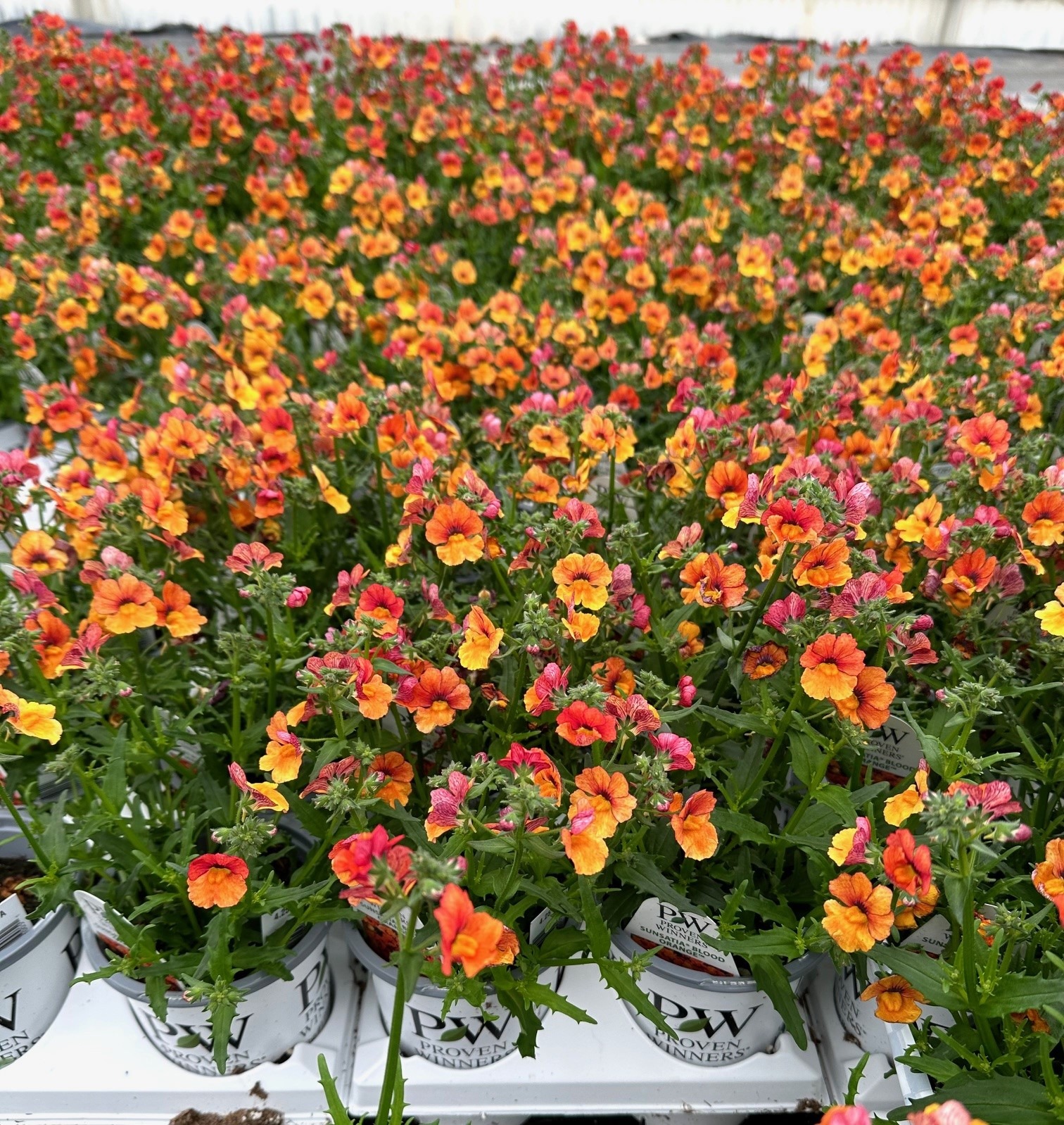 Nemesia Sunsatia® Blood Orange™ - Moss Greenhouses
