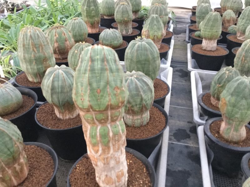 ユーフォルビア オベサ 特大株 予約！！ - エムズプランツ お知らせ！！