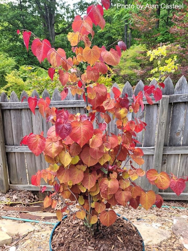 Buy Cercis canadensis 'NC2016-2' Flame Thrower® Redbud Tree — Mr