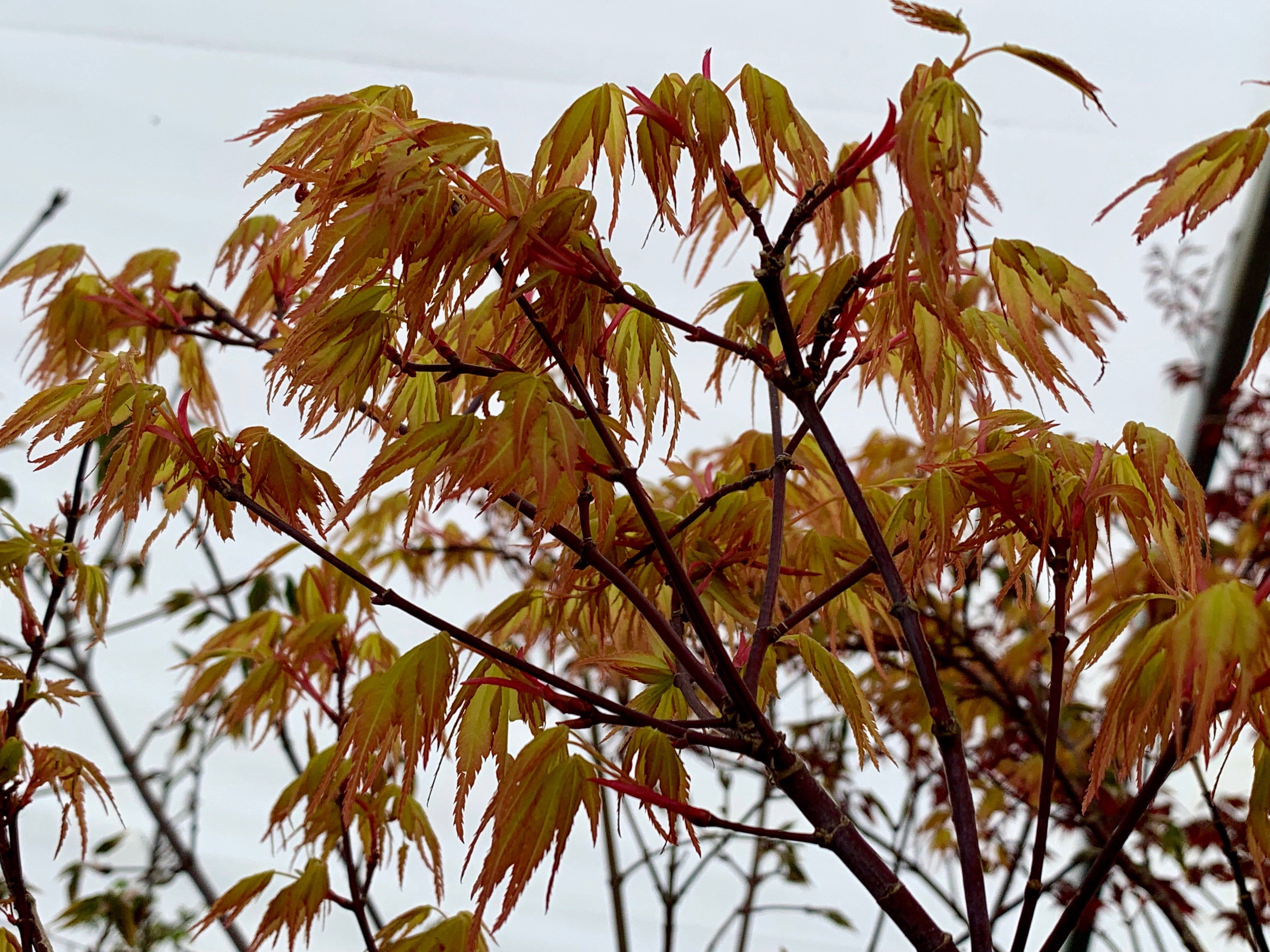 Buy Acer palmatum Alans Gold Pinebark Japanese Maple — Mr Maple