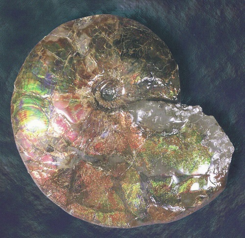 虹色の殻をもつプラセンチセラス（052号表紙） - 徳島県立博物館