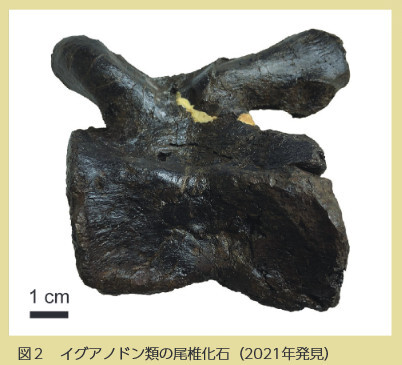 徳島県勝浦町の恐竜化石（135号CultureClub） - 徳島県立博物館