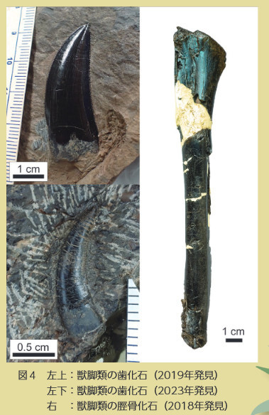 徳島県勝浦町の恐竜化石（135号CultureClub） - 徳島県立博物館