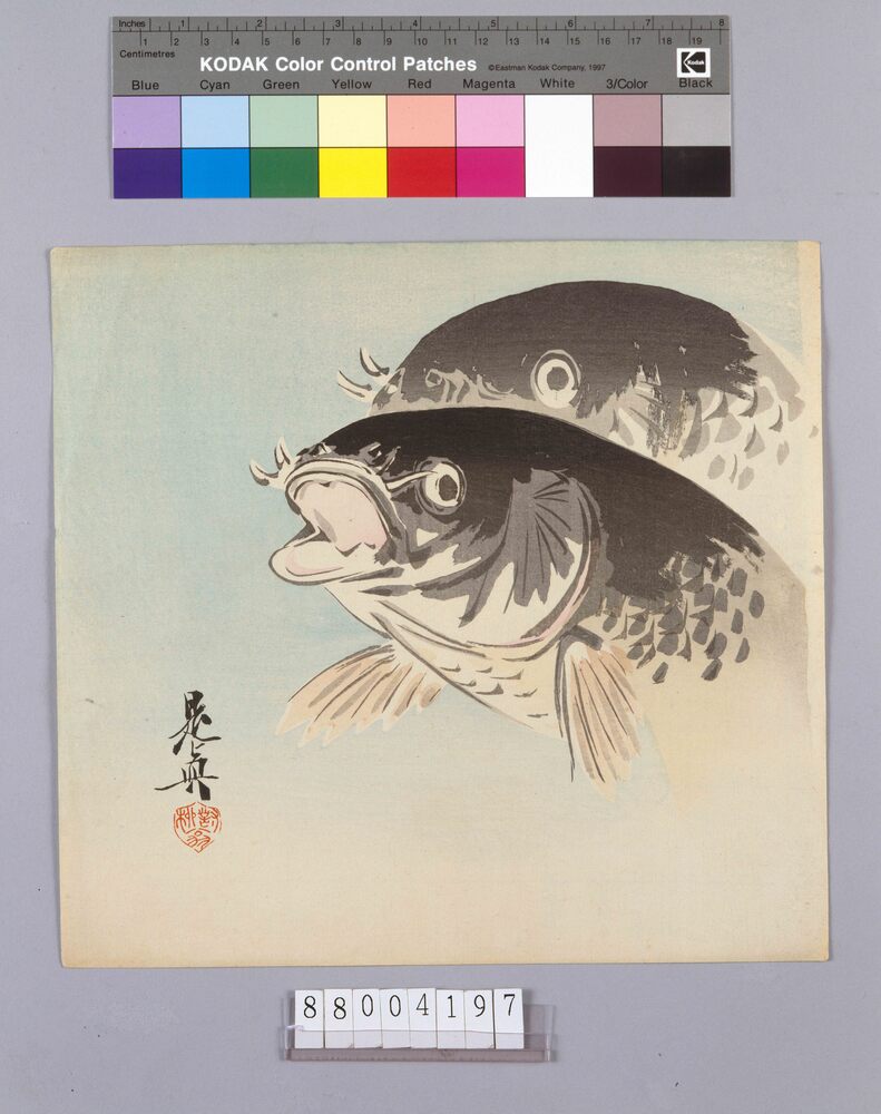 鯉図 | ToMuCo - Tokyo Museum Collection