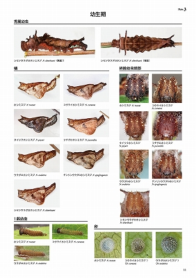 日本と世界のホシミスジ