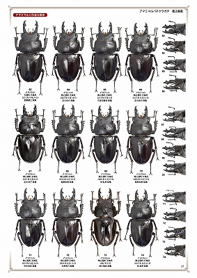 日本のマルバネクワガタ 増補・改訂版