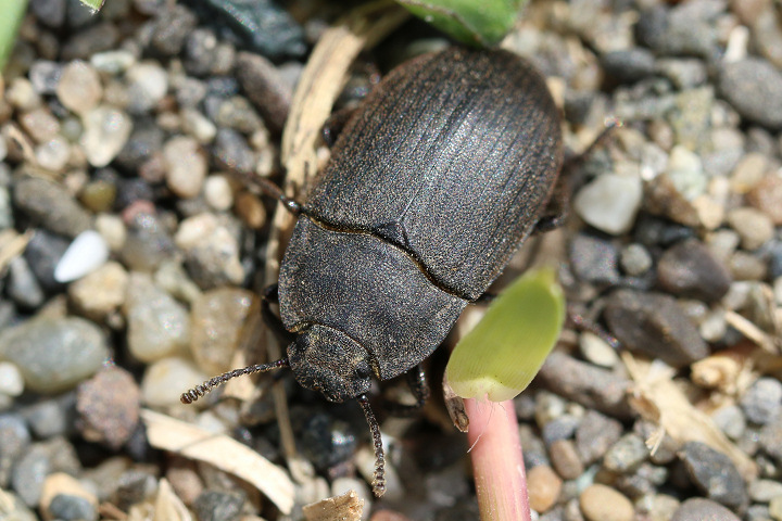 イタリアのセダカオサムシ 【公式通販】