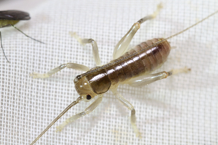 ハネナシコロギス